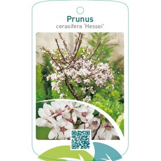 Prunus cerasifera ‘Hessei’