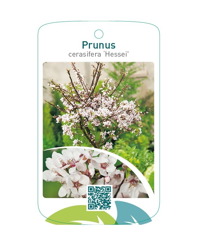Prunus cerasifera ‘Hessei’