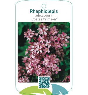 Rhaphiolepis xdelacourii ‘Coates Crimson’