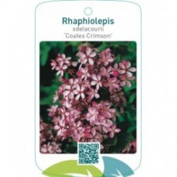 Rhaphiolepis xdelacourii ‘Coates Crimson’