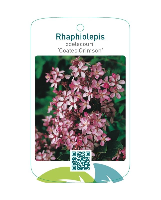 Rhaphiolepis xdelacourii ‘Coates Crimson’