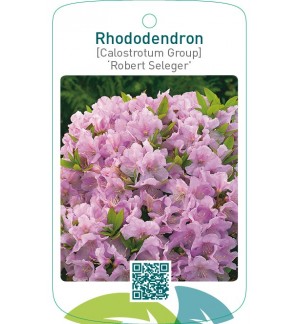 Rhododendron [Calostrotum Group] ‘Robert Seleger’