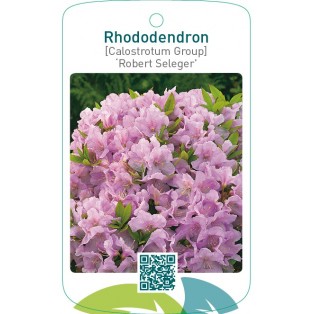 Rhododendron [Calostrotum Group] ‘Robert Seleger’
