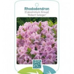 Rhododendron [Calostrotum Group] ‘Robert Seleger’