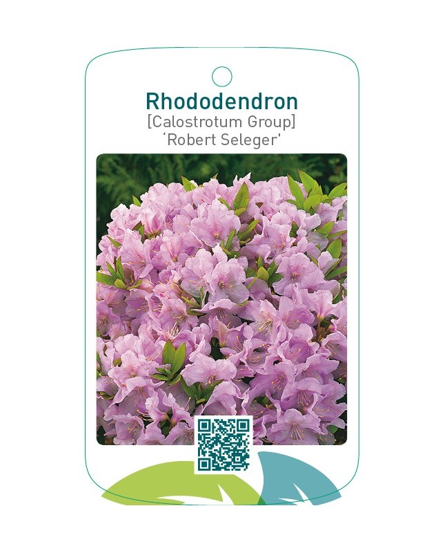 Rhododendron [Calostrotum Group] ‘Robert Seleger’