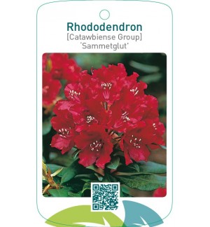Rhododendron [Catawbiense Group] ‘Sammetglut’