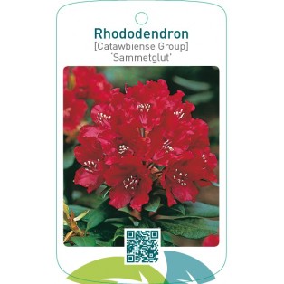 Rhododendron [Catawbiense Group] ‘Sammetglut’