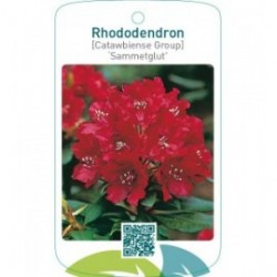 Rhododendron [Catawbiense Group] ‘Sammetglut’