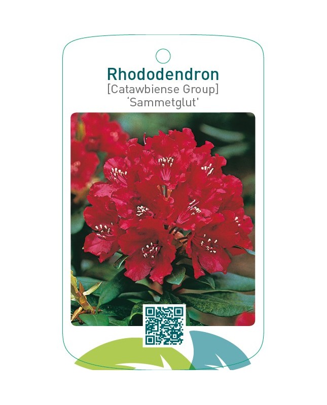 Rhododendron [Catawbiense Group] ‘Sammetglut’
