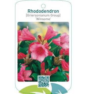 Rhododendron [Griersonianum Group] ‘Winsome’