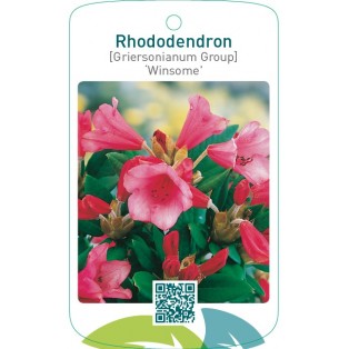 Rhododendron [Griersonianum Group] ‘Winsome’