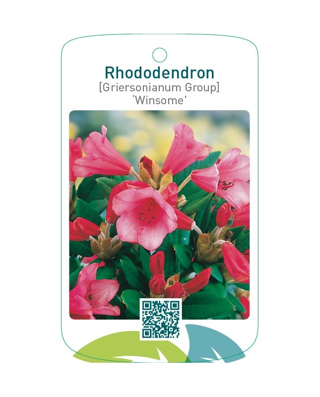 Rhododendron [Griersonianum Group] ‘Winsome’