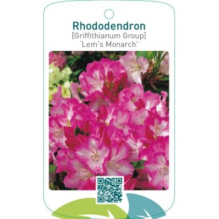 Rhododendron [Griffithianum Group] ‘Lem`s Monarch’