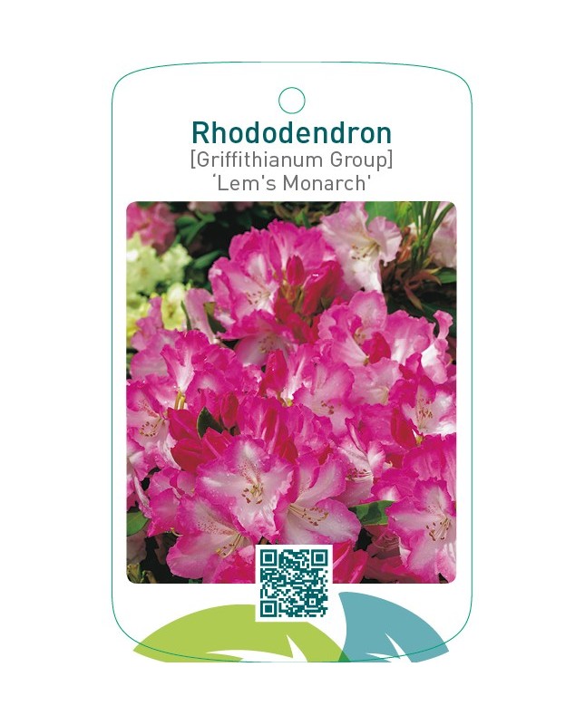 Rhododendron [Griffithianum Group] ‘Lem`s Monarch’