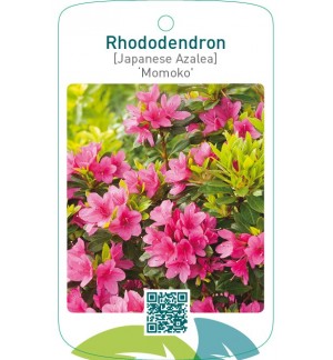 Rhododendron [Japanese Azalea] ‘Momoko’