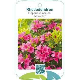 Rhododendron [Japanese Azalea] ‘Momoko’