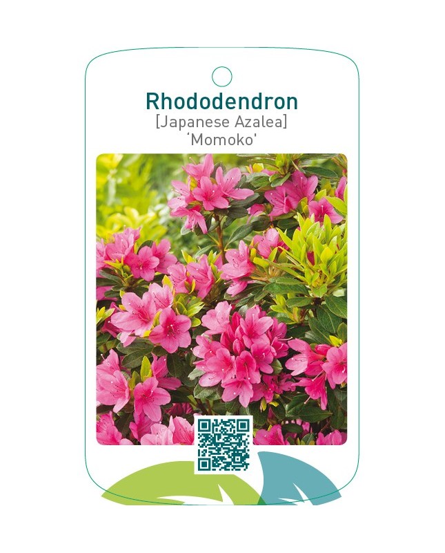 Rhododendron [Japanese Azalea] ‘Momoko’