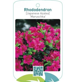 Rhododendron [Japanese Azalea] ‘Maruschka’