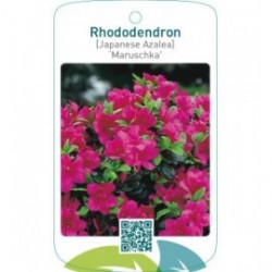 Rhododendron [Japanese Azalea] ‘Maruschka’