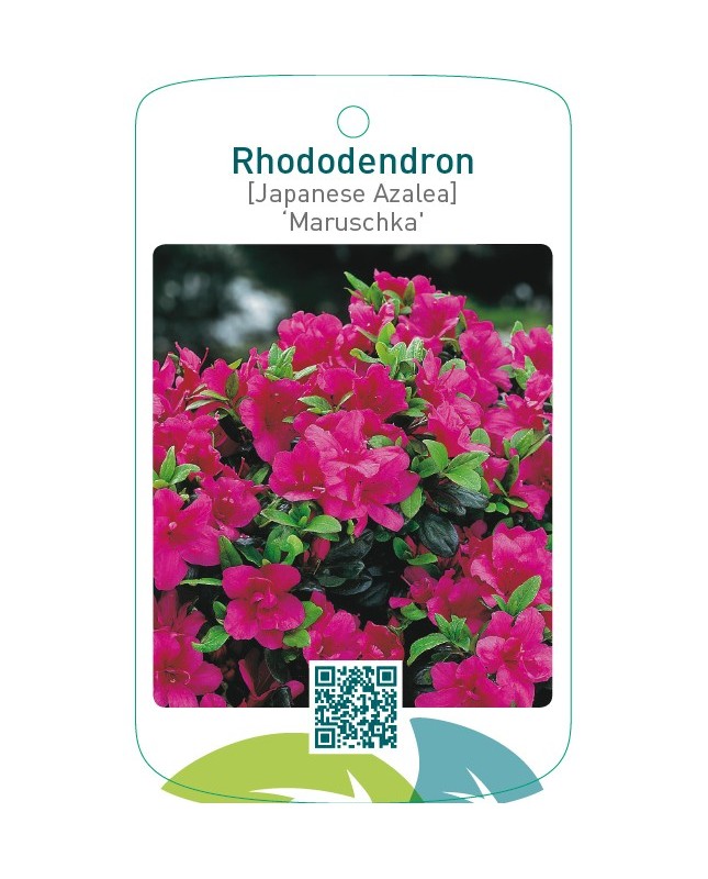 Rhododendron [Japanese Azalea] ‘Maruschka’