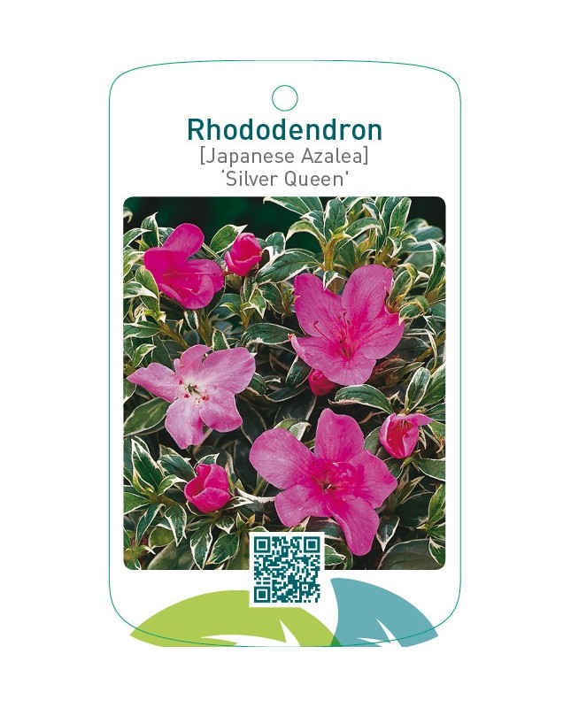Rhododendron [Japanese Azalea] ‘Silver Queen’
