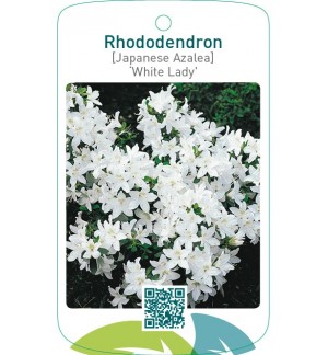 Rhododendron [Japanese Azalea] ‘White Lady’