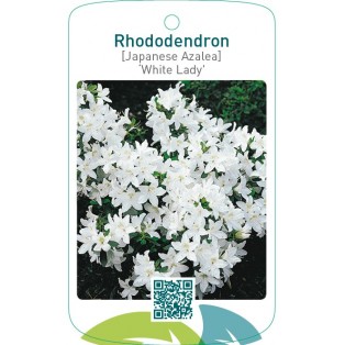 Rhododendron [Japanese Azalea] ‘White Lady’