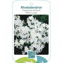 Rhododendron [Japanese Azalea] ‘White Lady’