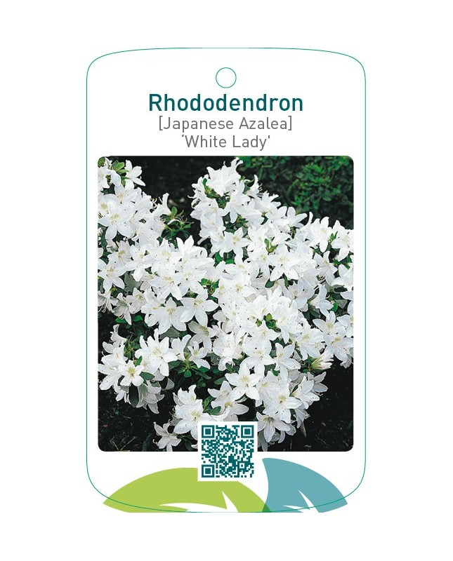 Rhododendron [Japanese Azalea] ‘White Lady’