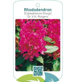Rhododendron [Catawbiense Group] ‘Dr. V.H. Rutgers`