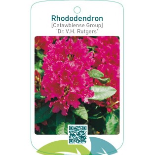 Rhododendron [Catawbiense Group] ‘Dr. V.H. Rutgers`