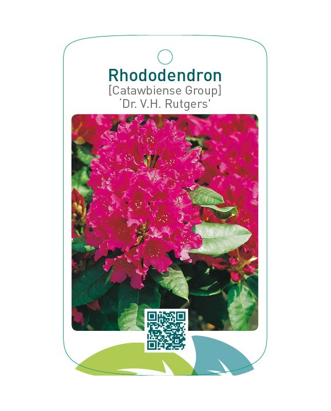 Rhododendron [Catawbiense Group] ‘Dr. V.H. Rutgers`