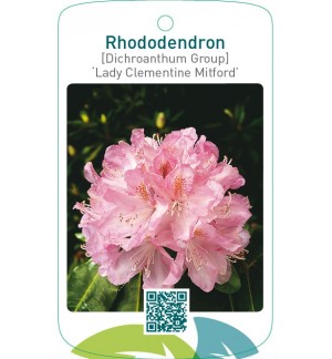 Rhododendron [Dichr. Gr.] ‘Lady Clementine Mitford’