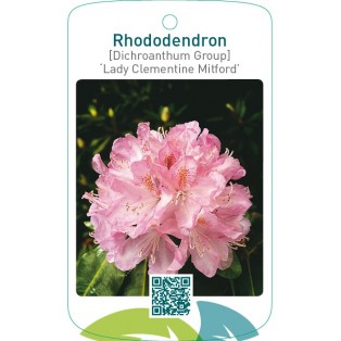 Rhododendron [Dichr. Gr.] ‘Lady Clementine Mitford’