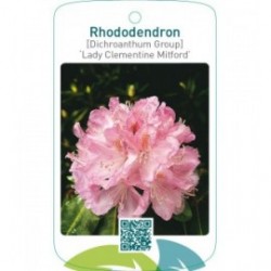 Rhododendron [Dichr. Gr.] ‘Lady Clementine Mitford’