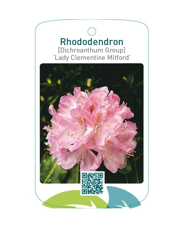 Rhododendron [Dichr. Gr.] ‘Lady Clementine Mitford’
