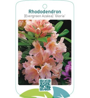 Rhododendron [Evergreen Azalea] ‘Gloria’