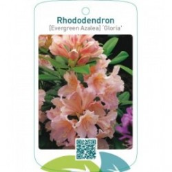 Rhododendron [Evergreen Azalea] ‘Gloria’