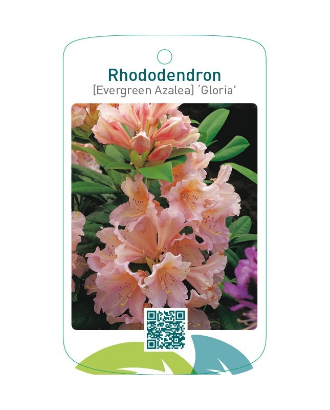 Rhododendron [Evergreen Azalea] ‘Gloria’