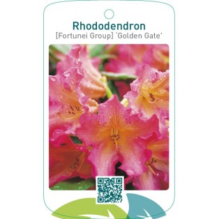 Rhododendron [Fortunei Group] ‘Golden Gate’