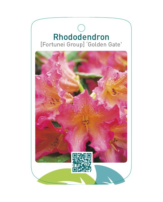 Rhododendron [Fortunei Group] ‘Golden Gate’