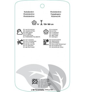 Etichette di Rhododindron [Fortunei Group] ‘Goldin Gate’ *