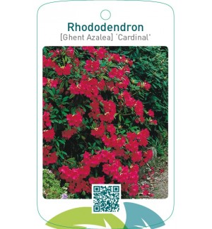 Rhododendron [Ghent Azalea] ‘Cardinal’