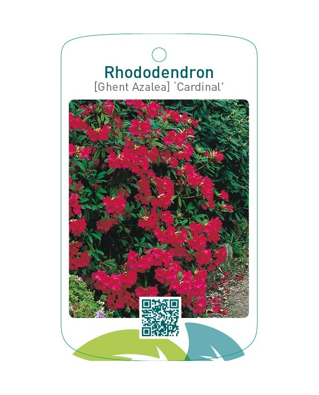 Rhododendron [Ghent Azalea] ‘Cardinal’