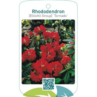 Rhododendron [Elliottii Group] ‘Tornado’