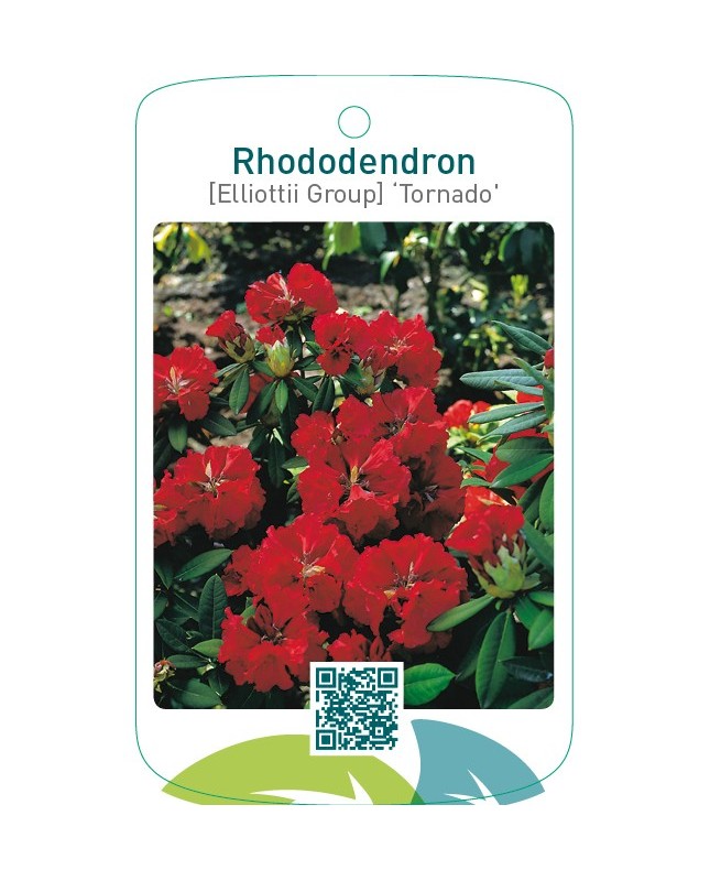 Rhododendron [Elliottii Group] ‘Tornado’