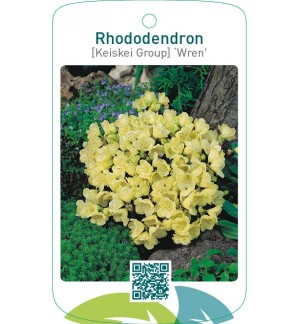 Rhododendron [Keiskei Group] ‘Wren’