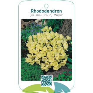 Rhododendron [Keiskei Group] ‘Wren’