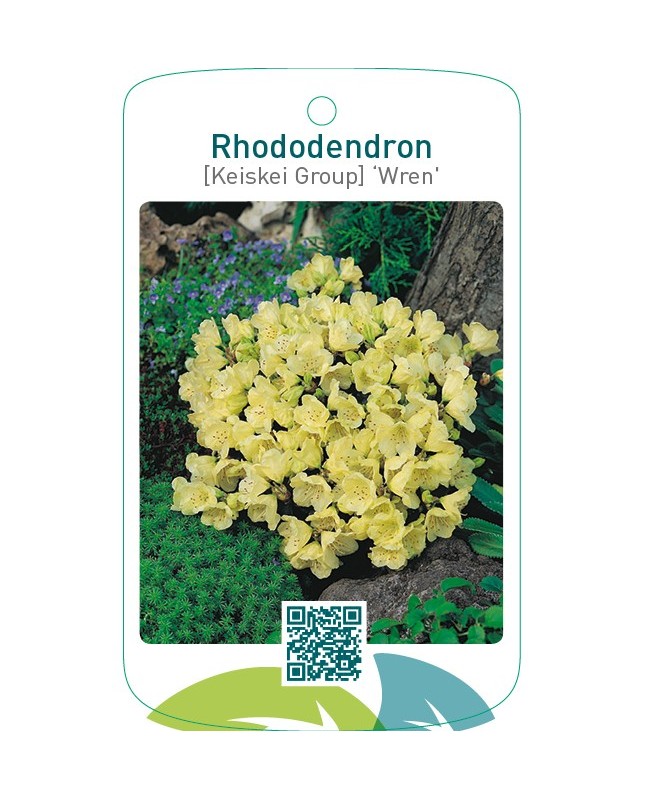 Rhododendron [Keiskei Group] ‘Wren’