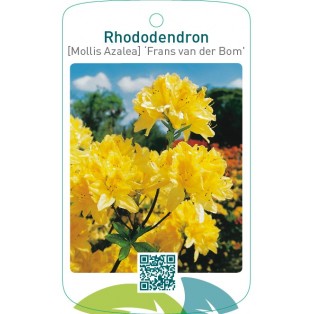 Rhododendron [Mollis Azalea] ‘Frans van der Bom’